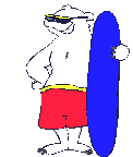 Polar bear surfs
