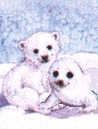 Polar bears 2