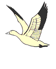 Seagull flies