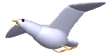 White seagull