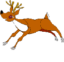 Deer runs