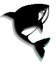 Killer whale 2