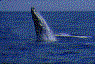Whale in sea