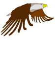 Eagle flies 2