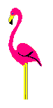 Pink flamingo aerobics