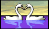 Swan love 3