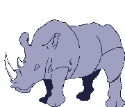 Rhino sleeps
