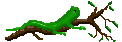 Lizard on branch 2