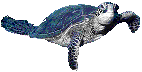 Sea turtle 2