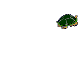 Turtle head