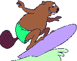 Beaver surfs