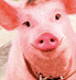 Pig photo