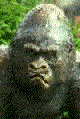 Gorilla talks