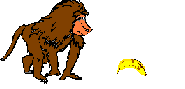 Primate with banana