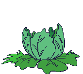 Baby in cabbage