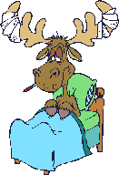Sick moose