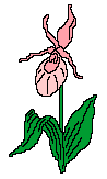 Pink flower 2