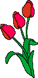Red tulips 1
