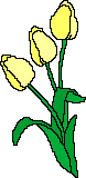 Yellow tulips 1