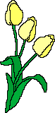 Yellow tulips 2
