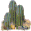 Cactus with eyes