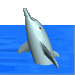 3D dolphin