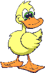 Big eyed duck