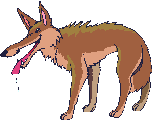 Coyote 2