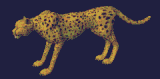 Cheetah dances