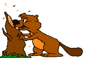 Beaver eats