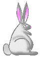 Big eared bunny