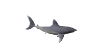 3D shark