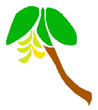 Banana palm